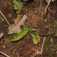 Habenaria plantaginea Lindl.